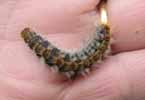 Processionnaire du pin (Thaumetopoea pityocampa), chenille stade 4 , en main.
