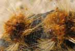 Processionnaire du pin (Thaumetopoea pityocampa), detail des pols urticants.
