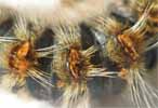 Processionnaire du pin (Thaumetopoea pityocampa) poils urticants, gros plan.