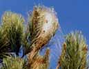 Processionnaire du pin (Thaumetopea pityocampa) nid definitif piriforme, photo 1.