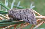 Processionnaire du pin (Thaumetopoea pityocampa) dimorphisme mâle