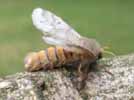 Processionnaire du pin (Thaumetopoea pityocampa) abdomen femelle