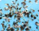 Processionnaire du pin (Thaumetopoea pityocampa), écailles de l'extrémité abdominale femelle.
