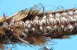 Processionnaire du pin (Thaumetopoea pityocampa), ponte mise à nu, photo 1.