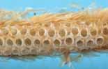 Processionnaire du pin (Thaumetopoea pityocampa), ponte mise à nu, photo 2.