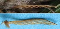 Prcessionnaire du pin (Thaumetopoea pityocampa)  dimorphisme antennaire.