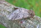 Processionnaire du pin (Thaumetopoea pityocampa) femelle, photo 2