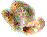 cocons isolés