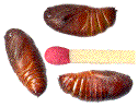 chrysalides