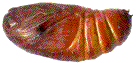 détail d'une chrysalide