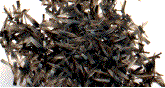 détail des écailles
