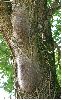 nid de processionnaires sous branche (photo 2)