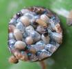 Psych&eacute; du gramen (Canephora unicolor), oeufs sur le point d'&eacute;clore.