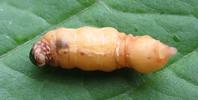 Psyché du gramen (Canephora unicolor), femelle en mouvement, photo 3;