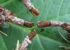 Psyché du gramen (Canephora unicolor) détail des chrysalides mâles après éclosion