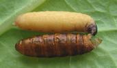 Psych&eacute; du gramen (Canephora unicolor), femelle avec son enveloppe nymphale, photo 1.
