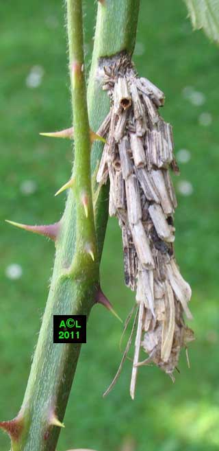 la Psyché du gramen (Canephora unicolor), biologie, morphologie, et ...