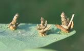 Psyché du gramen (Canephora unicolor), jeunes chenilles, photo 3.