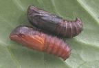 Psych&eacute;s du gramen (Canephora unicolor) chrysalides m&acirc;les (hors fourreaux).