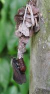 la Psyché du gramen (Canephora unicolor), biologie, morphologie, et ...