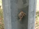 Psyché du gramen (Canephora unicolor), fourreau sur rail de sécurité, photo 6.