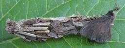 Psyché du gramen (Canephora unicolor), accouplement, photo 2.