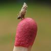 Psych&eacute; du gramen (Canephora unicolor) chenille naissante sur allumette, photo 1.