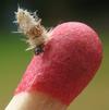 Psych&eacute; du gramen (Canephora unicolor), chenille naissante sur allumette, photo 2.