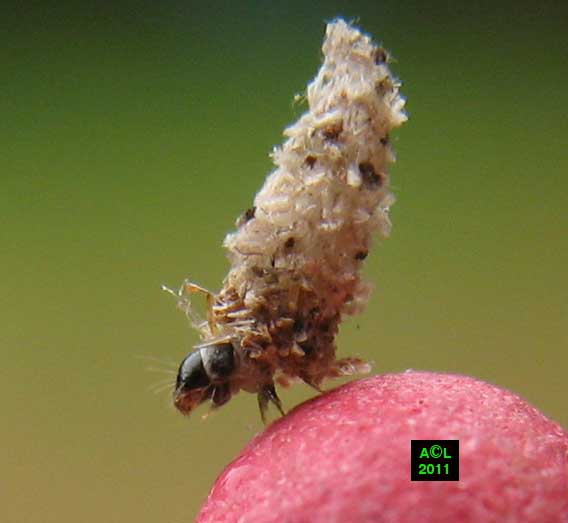 la Psyché du gramen (Canephora unicolor), biologie, morphologie, et ...