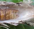 Psyché du gramen (Canephora unicolor), détail.