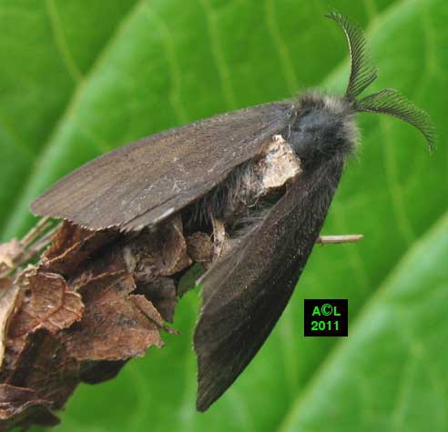 la Psyché du gramen (Canephora unicolor), biologie, morphologie, et ...