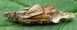 Psyché du gramen (Canephora unicolor) femelle post accouplement.