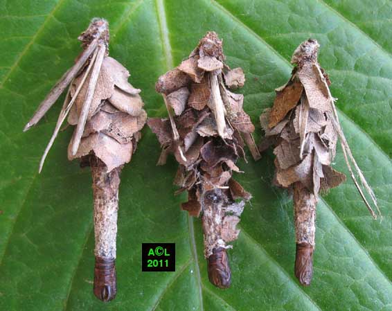 la Psyché du gramen (Canephora unicolor), biologie, morphologie, et ...