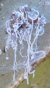 Psylle de l'éléagnus  ou psylle du chalef (Cacopsylla fulguralis),  "stalactites" de cire, photo 3.