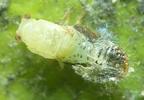 Psylle de l'éléagnus  ou psylle du chalef (Cacopsylla fulguralis) mue imaginale, photo 1.