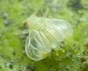 Psylle de l'éléagnus  ou psylle du chalef (Cacopsylla fulguralis) mue imaginale, photo 3.