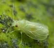 Psylle de l'éléagnus  ou psylle du chalef (Cacopsylla fulguralis) mue imaginale, photo 4.