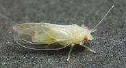 Psylle de l'éléagnus  ou psylle du chalef (Cacopsylla fulguralis)  imago immature, photo 1.