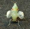 Psylle de l'éléagnus  ou psylle du chalef (Cacopsylla fulguralis)  imago  naissant.