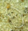 Psylle de l'éléagnus  ou psylle du chalef (Cacopsylla fulguralis),  larve avec très long ruban de cire, photo 1.