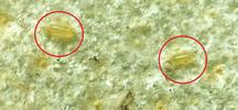 Psylle de l'éléagnus  ou psylle du chalef (Cacopsylla fulguralis),  oeufs in situ, détail.