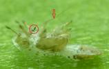 Psylle de l'éléagnus  ou psylle du chalef (Cacopsylla fulguralis)  rostre et stylet sur exuvie, photo  2