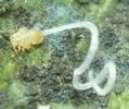 Psylle de l'éléagnus  ou psylle du chalef (Cacopsylla fulguralis),  larve avec très long ruban de cire, photo 2