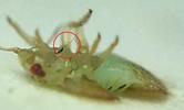 Psylle de l'éléagnus  ou psylle du chalef (Cacopsylla fulguralis)  stylet sur larve, photo 1.