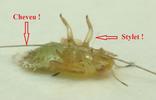 Psylle de l'éléagnus  ou psylle du chalef (Cacopsylla fulguralis)  comparaison du stylet avec un cheveu.