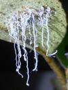 Psylle de l'éléagnus  ou psylle du chalef (Cacopsylla fulguralis),  "stalactites" de cire, photo 1.