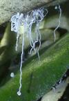 Psylle de l'éléagnus  ou psylle du chalef (Cacopsylla fulguralis),  "stalactites" de cire, photo 2.