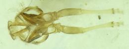 Psylle de l'éléagnus  ou psylle du chalef (Cacopsylla fulguralis)  "squelette" des pattes postérieures, photo 1.