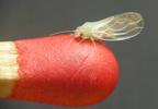 Psylle de l'éléagnus  ou psylle du chalef (Cacopsylla fulguralis)  imago immature sur allumette, photo 1.