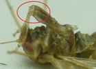 Psylle de l'éléagnus  ou psylle du chalef (Cacopsylla fulguralis)  retournement des pattes, photo 1.